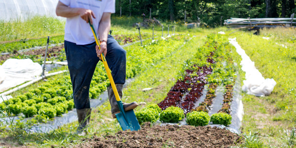 Prepare and maintain your vegetable garden