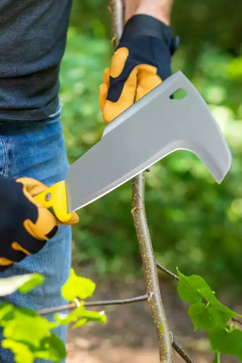 Pruning & clearing undergrowth